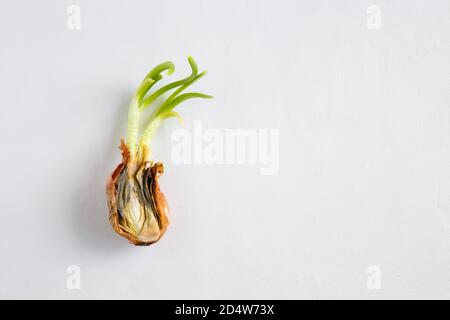 Eine halbe verdorbene, alte Zwiebel auf weißem Hintergrund. Gekeimt und verfaulte Zwiebel. Neue junge grüne Sprossen. Nahaufnahme, flach liegend, Kopierraum Bild. Stockfoto