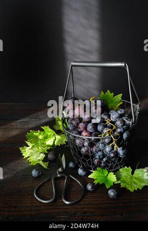 Frisch geerntete schwarze Trauben in einem schwarzen Drahtkorb auf einem dunklen Holztisch, im Vordergrund Gartenschere mit schönem Licht Stockfoto