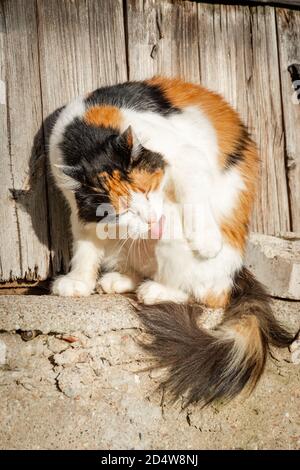 Katze sitzt auf der Sonne und wäscht sich mit der Zunge. Stockfoto