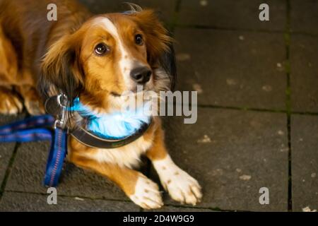 Niedlicher kleiner Hund mit Leine und leichtem Kragen Nach oben Stockfoto