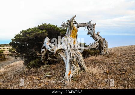 Knorrige Wacholder, die vom Wind geformt Stockfoto