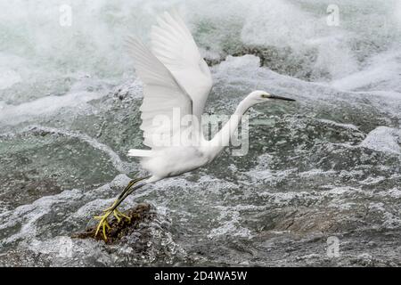 Kleiner Reiher im Flug auf dem Fluss (Egretta garzetta) Stockfoto