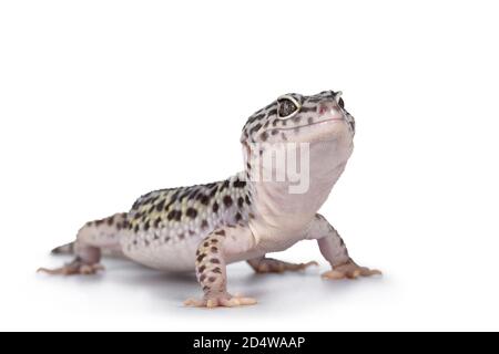 Adult Mack Snow Leopard Gecko aka Eublepharis macularius, stehende Seitenwege. Isoliert auf weißem Hintergrund. Stockfoto