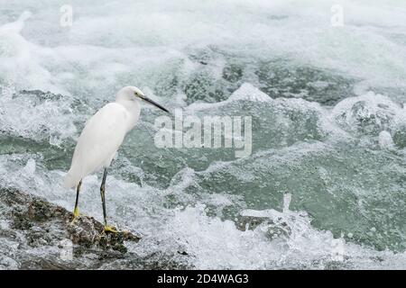 Porträt des kleinen Reiher am wilden Fluss (Egretta garzetta) Stockfoto