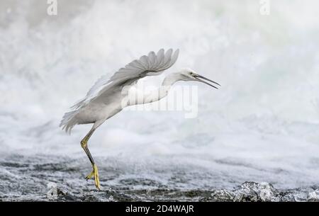 Kleiner Reiher im Flug mit Wasserfall im Hintergrund (Egretta garzetta) Stockfoto