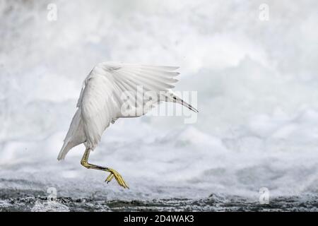 Unglaubliches Porträt des kleinen Reiher im Flug mit Wasserfall auf Hintergrund (Egretta garzetta) Stockfoto