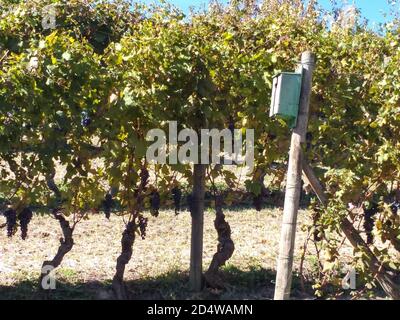 Blick auf die herrlichen Weinberge der Langhe, die mit Nebbiolo-Trauben aus dem kleinen Dorf Castiglione Falletto in der Provinz Cuneo angebaut werden. Stockfoto