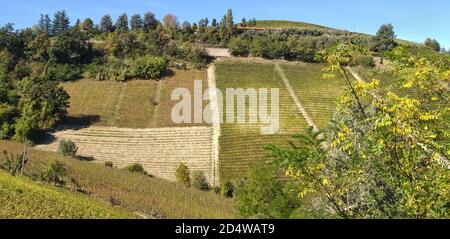 Blick auf die herrlichen Weinberge der Langhe, die mit Nebbiolo-Trauben aus dem kleinen Dorf Castiglione Falletto in der Provinz Cuneo angebaut werden. Stockfoto