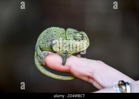 Chameleon auf der Hand, Foto als Hintergrund, Baby chamaleon Stockfoto