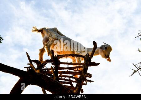 Arganbäume und die Ziegen auf dem Weg zwischen Marrakesch und Essaouira in Marokko Stockfoto