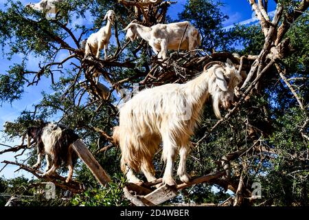 Arganbäume und die Ziegen auf dem Weg zwischen Marrakesch und Essaouira in Marokko Stockfoto