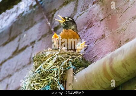Erwachsener amerikanischer Robin, Turdus Emigrantorius, mit drei Küken im Nest, die mit offenen Schnäbeln zu singen scheinen, New York City, USA