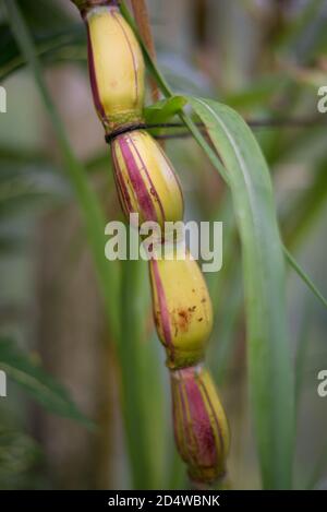 Saccharum Officinarum Zuckerrohr Stem Internodien Knoten Tropische Pflanze Stockfoto