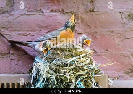 Erwachsener amerikanischer Robin, Turdus Emigrantorius, mit drei Küken im Nest, die mit offenen Schnäbeln zu singen scheinen, New York City, USA Stockfoto