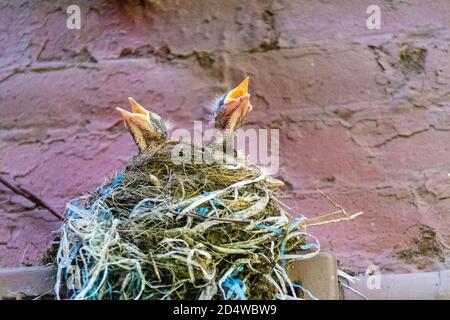 Amerikanische Robin Küken, Turdus emigratorius, im Nest, mit offenen Schnäbeln, New York City, USA Stockfoto