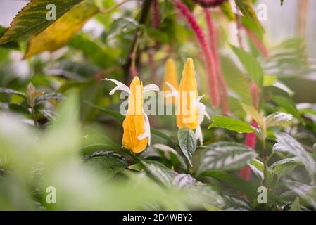 Pachystachys Lutea Lollipop Pflanze Golden Shrimp Subtropische Gelbe Blumen Grün Exotische Bracts Stockfoto