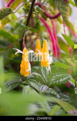 Pachystachys Lutea Lollipop Pflanze Golden Shrimp Subtropische Gelbe Blumen Grün Exotische Bracts Stockfoto