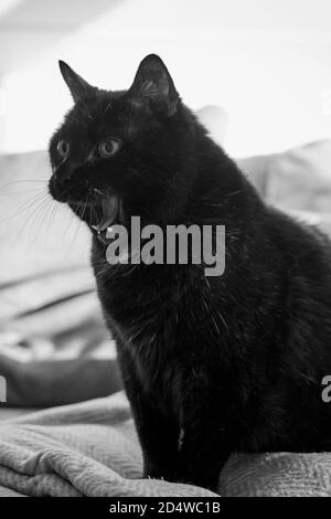 Nahaufnahme einer schwarzen Hauskatze, die auf einer flauschigen Katze sitzt Decke und Gähnen mit weit geöffnetem Mund Stockfoto