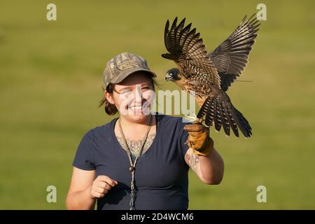 Junges Paar, das den Falknersport unterrichtet Stockfoto