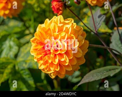 Schöne orange Dahlia Blüte mit doppelten Blütenblättern in einer Blüte Garten Stockfoto
