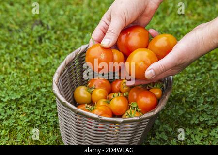 Ansicht der männlichen Hand mit großen roten reifen Tomaten. Rote Tomaten im Korbkorb auf dem Hintergrund. Bio-Gemüse-Konzept. Stockfoto