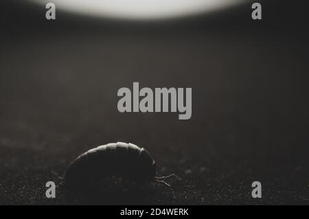 Holzhaus Insekt Makro Nahaufnahme, selektiver Fokus Stockfoto