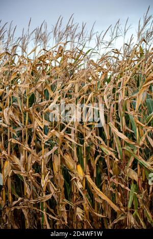 Nahaufnahme von Wisconsin Feldmais im Oktober bereit für die Ernte, vertikal Stockfoto