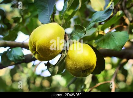 Nahaufnahme von Apfelquitten-Früchten zwischen grünem Laub auf Ästen. Frische Quitten am Baum. Herbsterntekonzept. Stockfoto