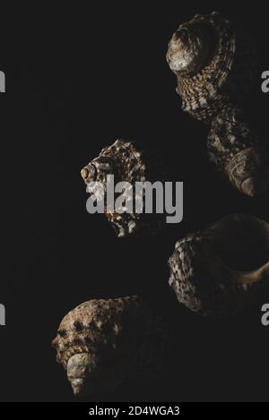 Schnecke Meeresmuschel Makro Nahaufnahme selektiver Fokus Stockfoto