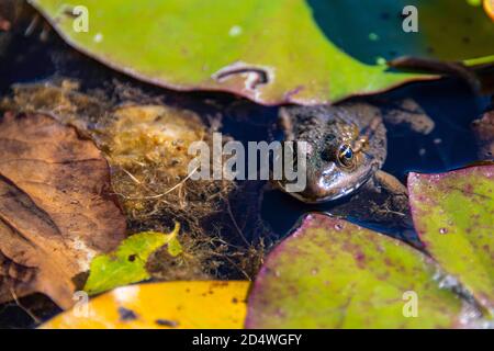 Teil eines Frosches unter den Lotusblättern im Wasser Des Teiches Stockfoto