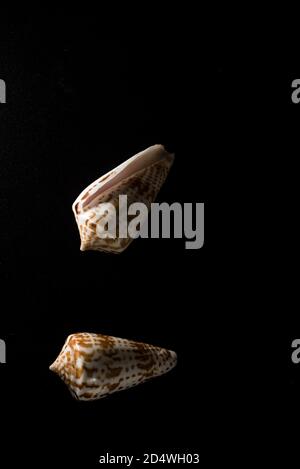 Cone Shell Makro Nahaufnahme, selektiver Fokus Stockfoto
