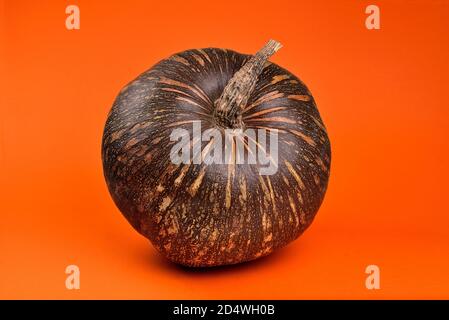 Kürbis von brauner Farbe mit gelben Streifen in einer Runde Nahaufnahme der Form auf einem orangefarbenen Hintergrund Stockfoto