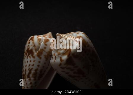 Cone Shell Makro Nahaufnahme, selektiver Fokus Stockfoto