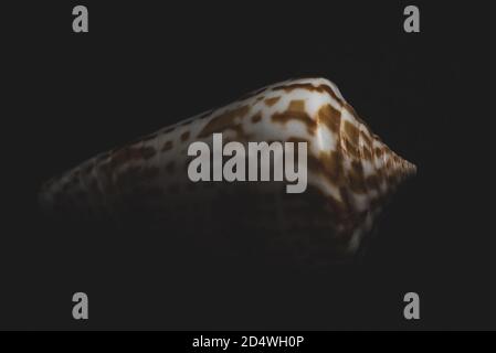 Cone Shell Makro Nahaufnahme, selektiver Fokus Stockfoto