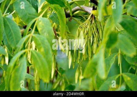 Esche (fraxinus excelsior), Nahaufnahme einer Gruppe unreifer Früchte oder Schlüssel, die im Frühherbst unter den Blättern des Baumes versteckt sind. Stockfoto