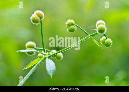 Stachelrasen (galium aparine), auch Cleavers oder Sticky Willie, Nahaufnahme der Früchte oder Samenkapseln, die die klebrigen Hakenhaare zeigen. Stockfoto