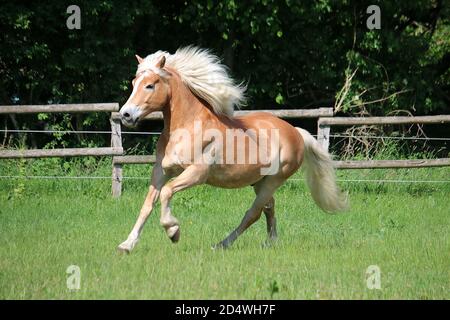 Schönes haflinger Pferd läuft auf dem Paddock Stockfoto