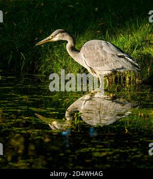 Ein alernder Stalking Graureiher (Ardea cinerea) reflektiert in Teichwasser, Gosford Estate, East Lothian, Schottland, Großbritannien Stockfoto