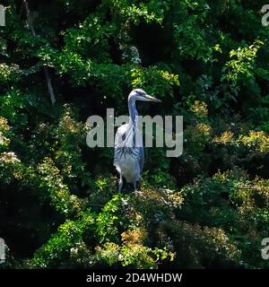 Reiher im Baum auf Nest Stockfoto