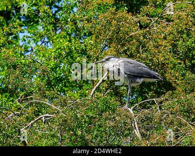 Reiher im Baum auf Nest Stockfoto