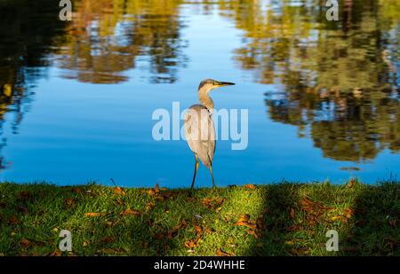 Ein Graureiher (Ardea cinerea) am Seeufer, Gosford Estate, East Lothian, Schottland, Großbritannien Stockfoto