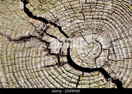 Nahaufnahme der Ringe eines alten, rissigen und verfallenden Baumstumpens. Stockfoto