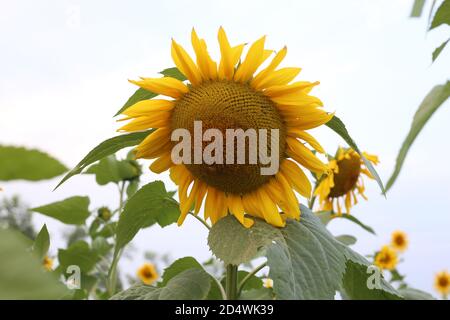 Blühende Sonnenblumen am Himmel Stockfoto