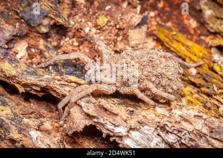 Eine Wolfsspinne (Tigrosa georgicola), die Spinnenlinge auf dem Rücken trägt. Stockfoto