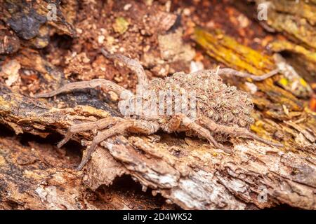 Eine Wolfsspinne (Tigrosa georgicola), die Spinnenlinge auf dem Rücken trägt. Stockfoto