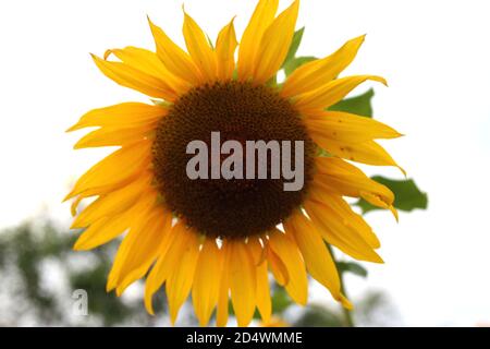 Große blühende Sonnenblumen auf dem Feld aus der Nähe Stockfoto