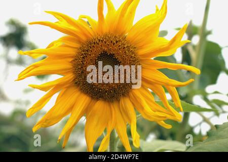 Große frische Sonnenblume, schöne Sonnenblumen blühen auf dem Feld Stockfoto