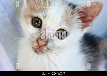 Weiße Katze mit beige und grau Flecken Blick auf ein Winkel in die Kamera Stockfoto