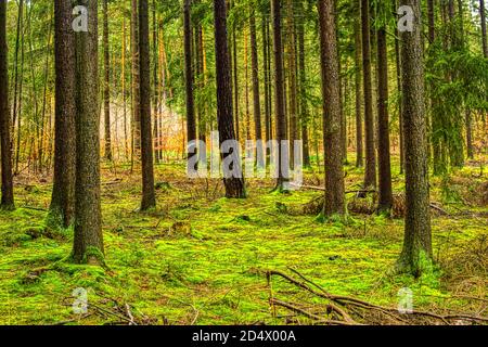 Die magische Welt des Waldes in bunten Farben / Wandern in der Natur ist gut für Seele und Körper Stockfoto