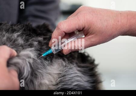 Tierarzt, der einem kranken Hund Injektion gibt Stockfoto